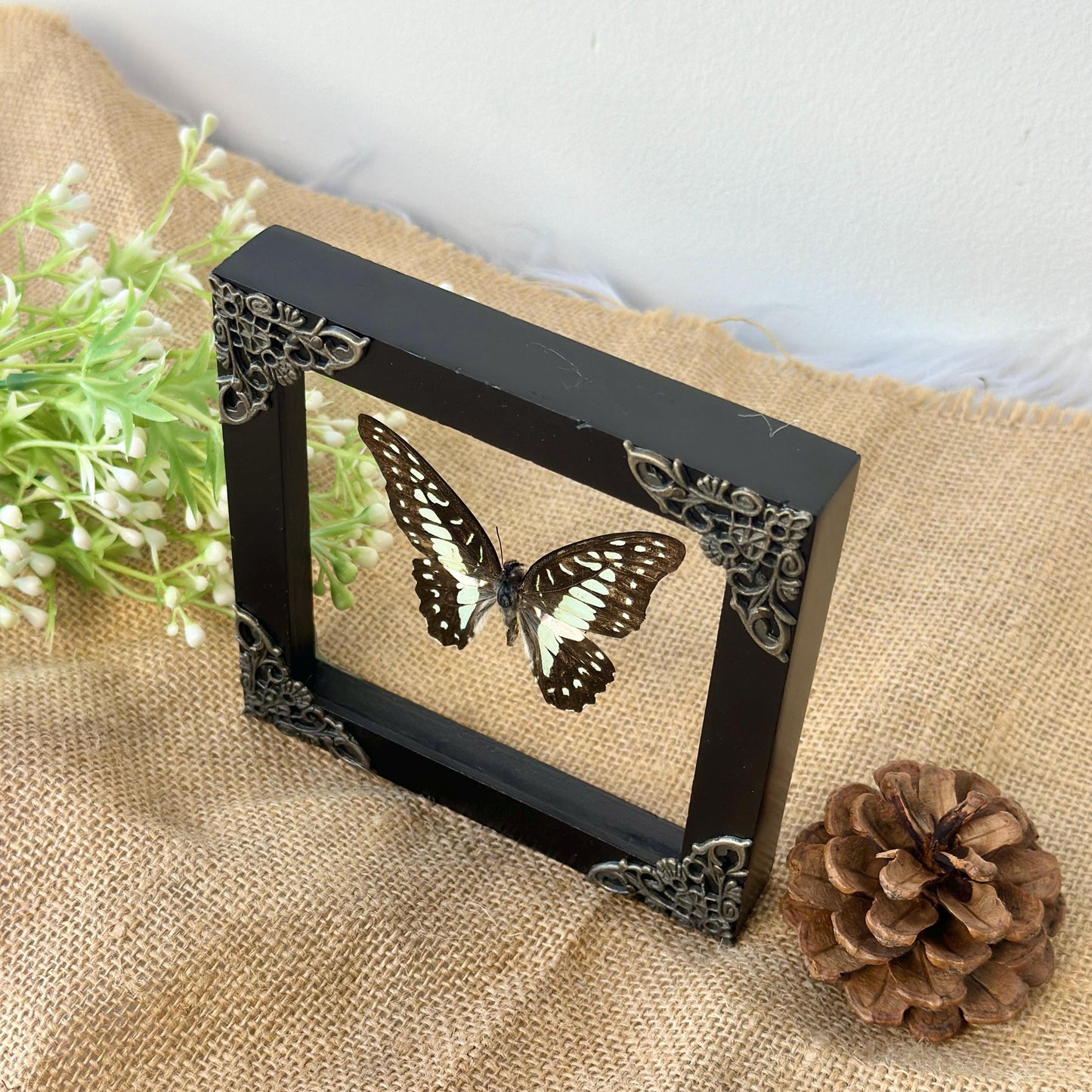 Butterfly Taxidermy Frame Shadow Box Insect Home Decor Christmas Gift