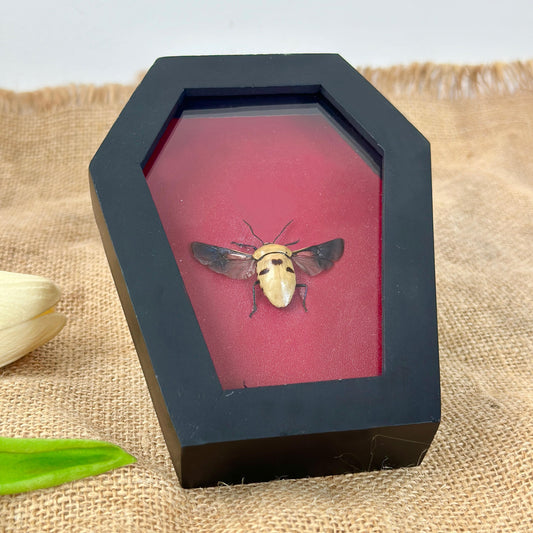Man's Face Bug Taxidermy Frame Coffin Burgundy Shadow Box Insect Home Gothic Decor Christmas Gift