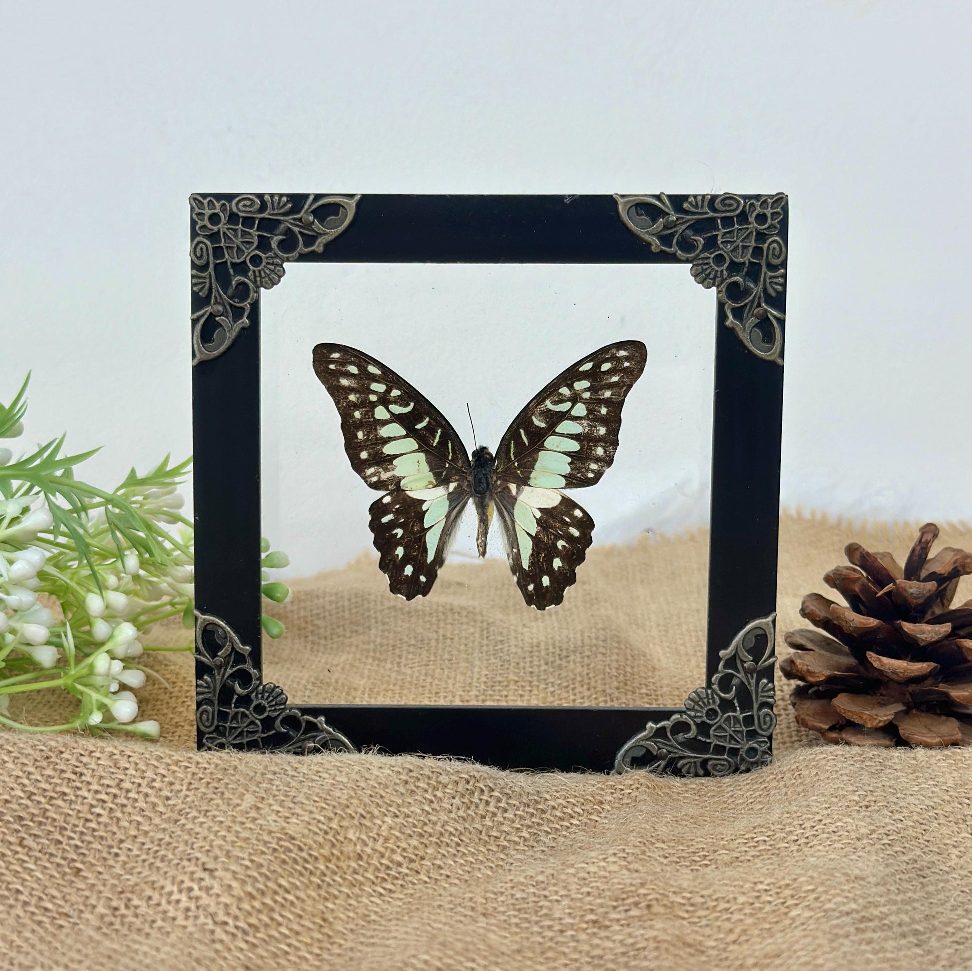 Butterfly Taxidermy Frame Shadow Box Insect Home Decor Christmas Gift