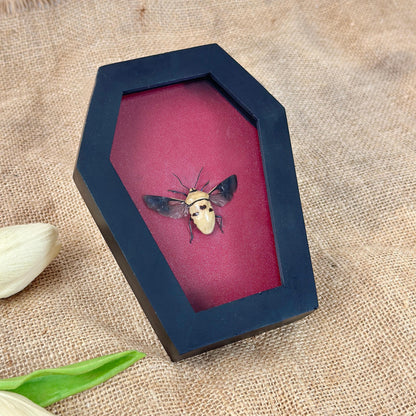 Man's Face Bug Taxidermy Frame Coffin Burgundy Shadow Box Insect Home Gothic Decor Christmas Gift