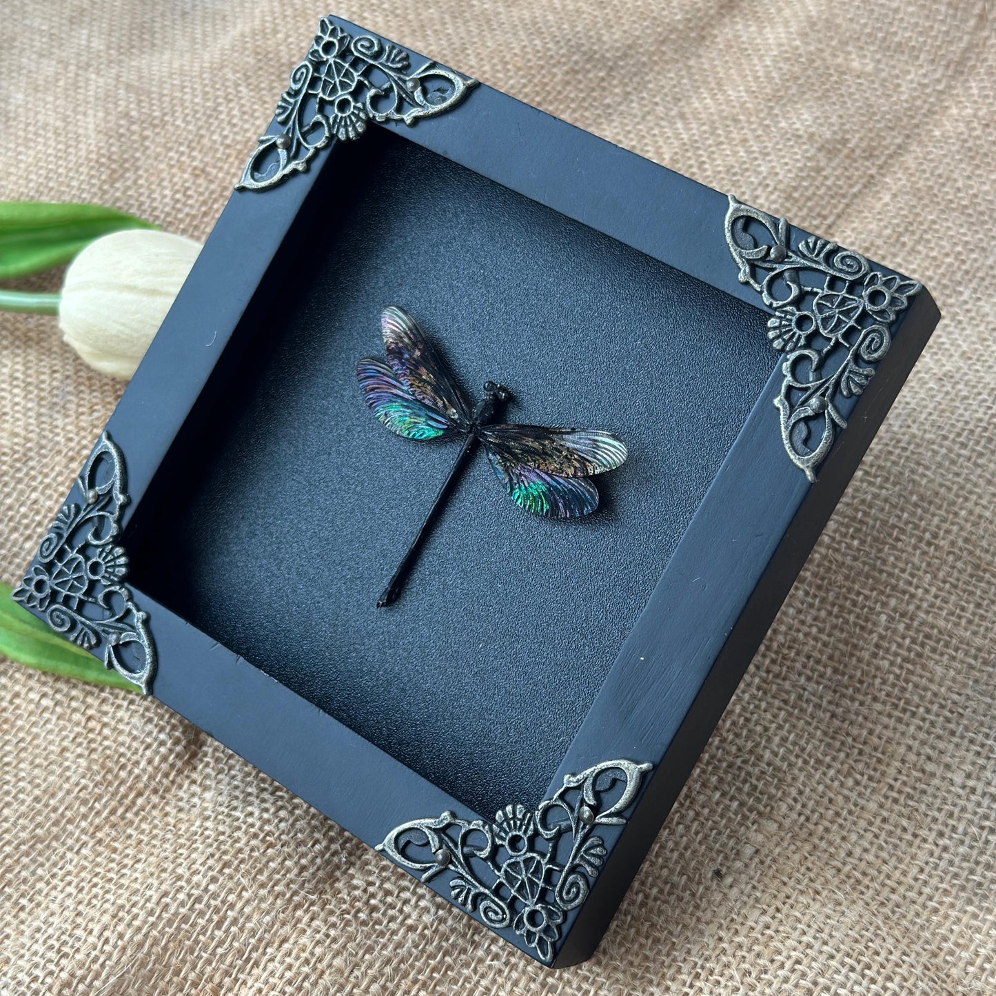 Black Damselfly Taxidermy Frame Shadow Box Insect Beetle Home Gothic Decor Christmas Gift