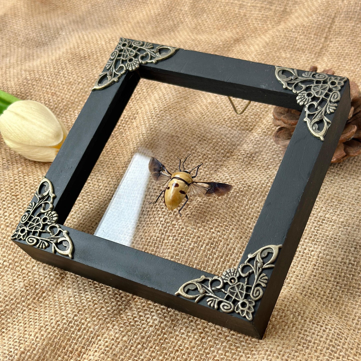 Man's Face Bug Taxidermy Frame Shadow Box Insect Home Dark Gothic Decor Odd Gift