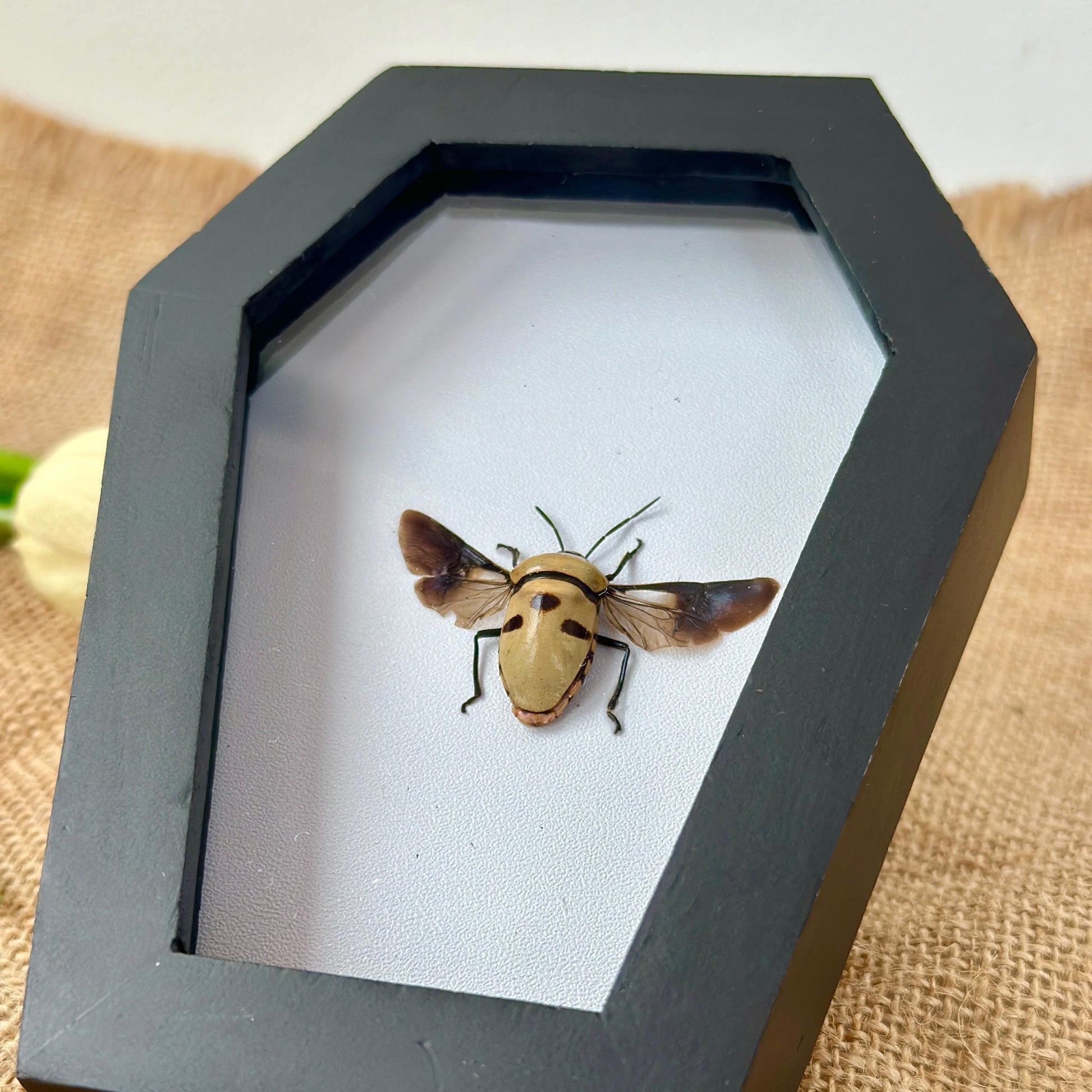 Man's Face Bug Taxidermy Frame Coffin Shadow Box Insect Home Gothic Decor Weird Gift For Insect Lover