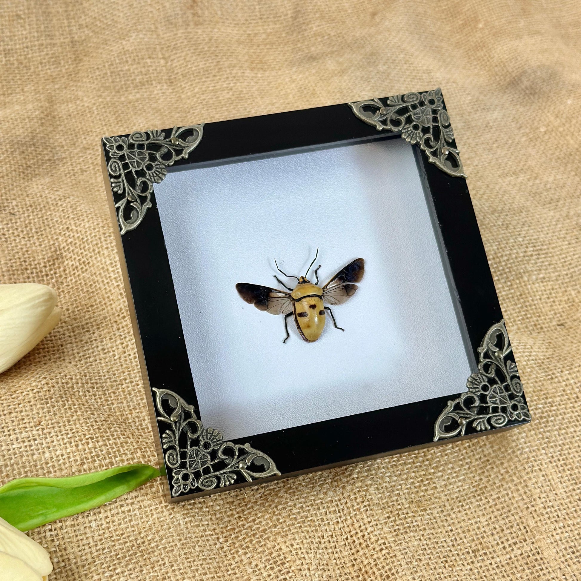 Man's Face Bug Taxidermy Frame Shadow Box Insect Home Gothic Decor Oddity Gift