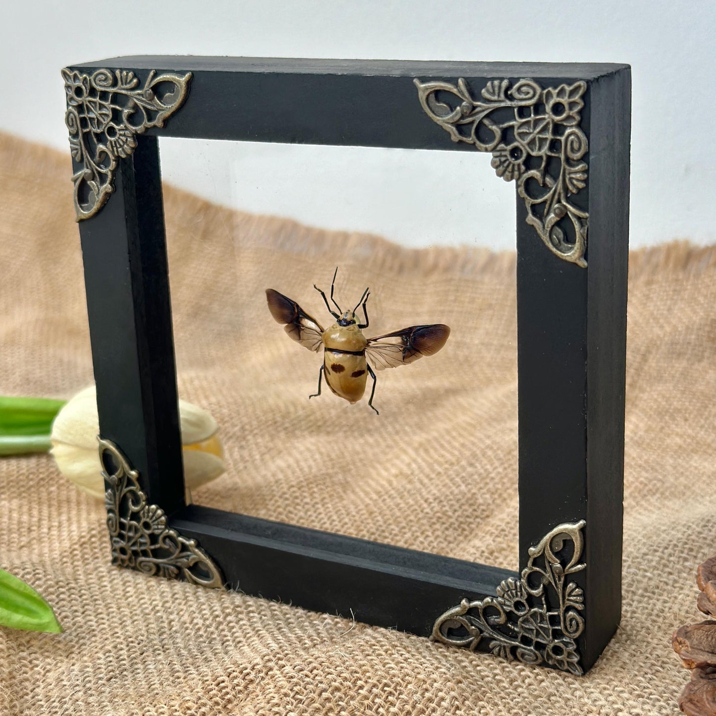 Man's Face Bug Taxidermy Frame Shadow Box Insect Home Dark Gothic Decor Odd Gift
