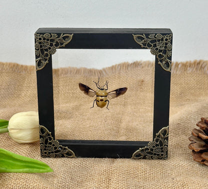Man's Face Bug Taxidermy Frame Shadow Box Insect Home Dark Gothic Decor Odd Gift