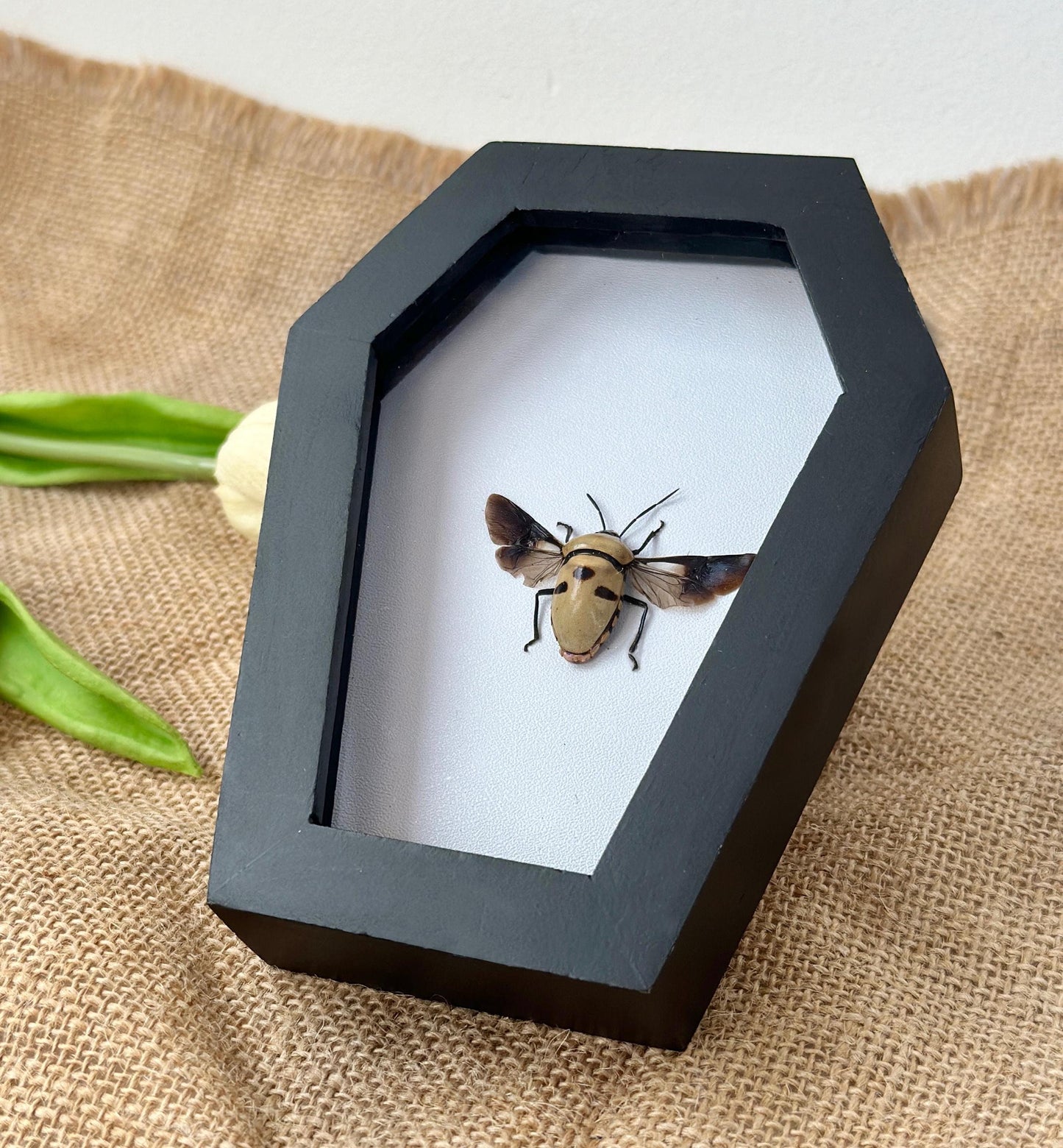 Man's Face Bug Taxidermy Frame Coffin Shadow Box Insect Home Gothic Decor Weird Gift For Insect Lover